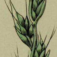Detalj fra en tegning av sjak i fra en bok om botanikk